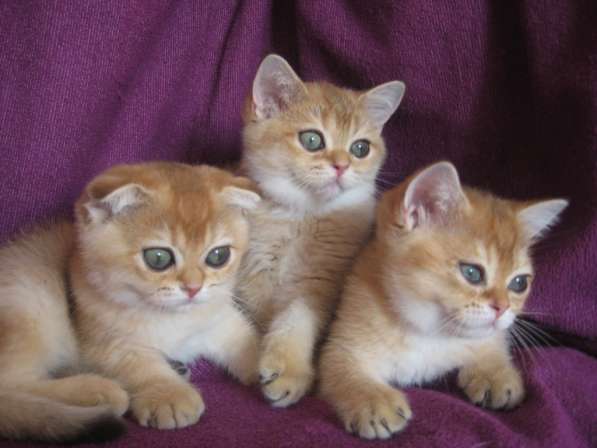 Золотые шотландские котята в Казани фото 9