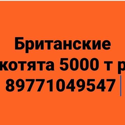 Британские котята плюшевые возрастом 6 недель СРОЧНО в Москве фото 9