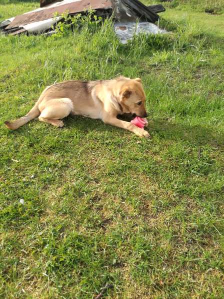 Лайма - щенок подросток ищет дом в Москве фото 14