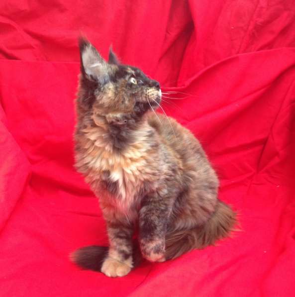 Котята породы Мейн-Кун в Москве