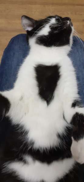 Замечательный молодой котик в Чебоксарах фото 5