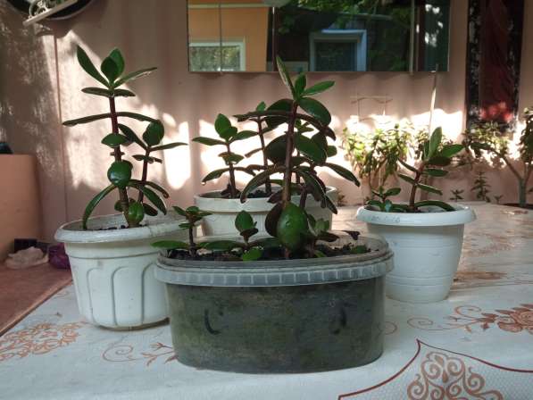 Продам кактусы и отдельные виды растений в фото 3