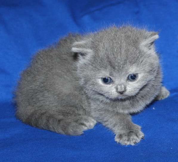 Шотландские котята в Твери фото 11