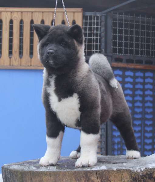 Щенки Американской Акиты в фото 7