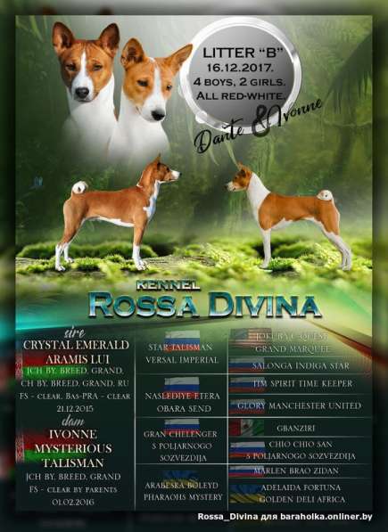 Басенджи щенки в фото 18