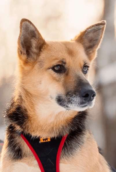 Очаровательная собачка Лила ищет семью в Москве