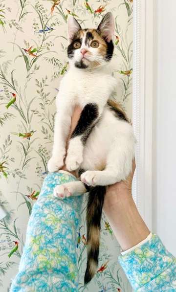 Трехцветная котёнок Соня в добрые руки в Москве