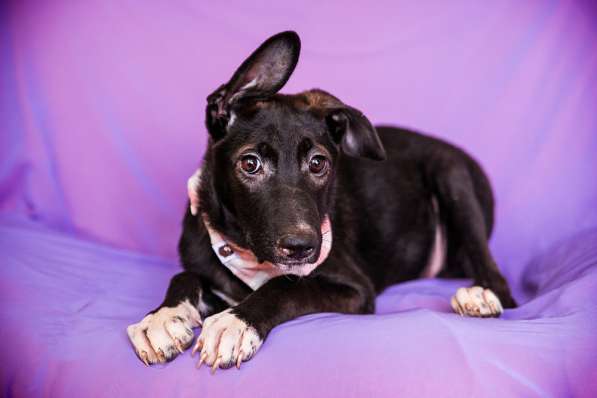 Крошка Фиби ищет родителей! В добрые руки! в Москве фото 13