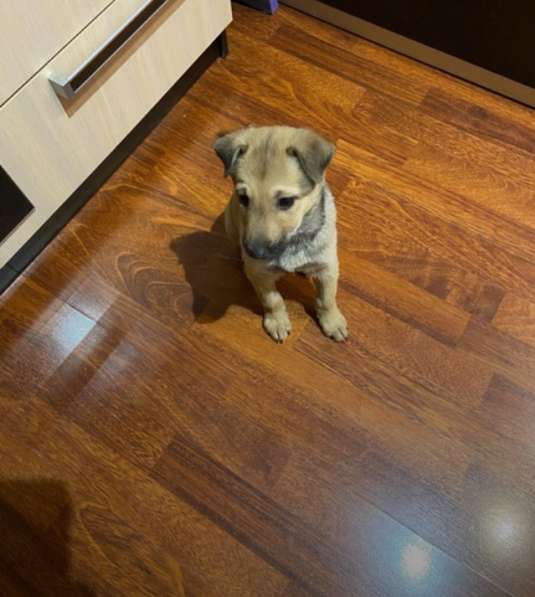 Щенок в добрые руки в Новокузнецке фото 8