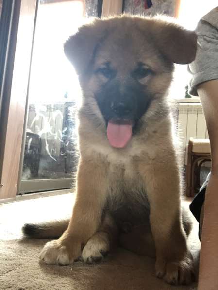 Продаю щенков немецкой овчарки зонарного окраса в Самаре фото 10