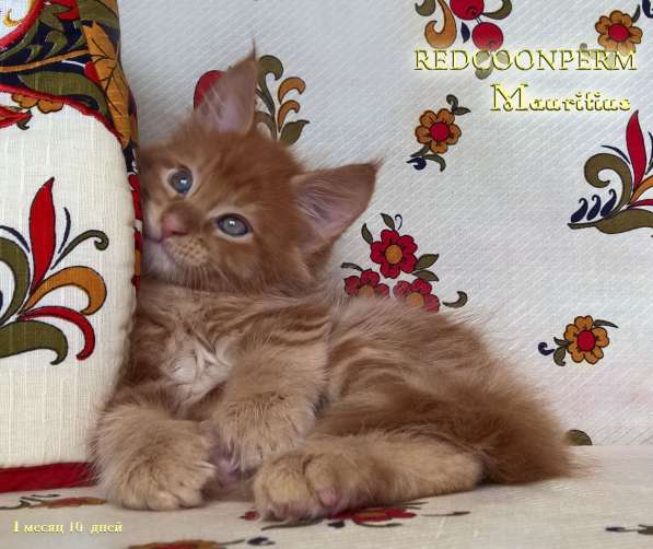 Котёнок мейн кун - уникального красного окраса. Шоу класс в Красноярске фото 22