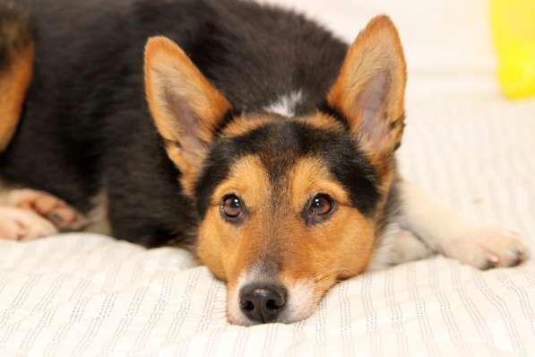 Малышка Лиса-Алиса в дар