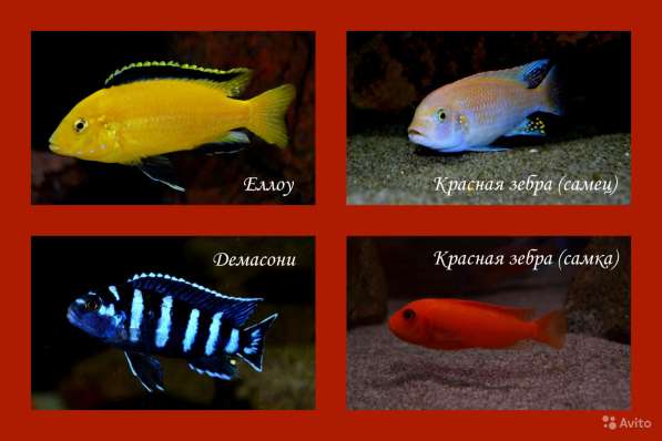 Яркие аквариумные рыбки - Малавийские цихлиды в Москве фото 5