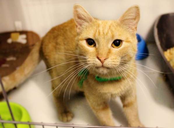 Чудесная Изольда ищет самую заботливую семью