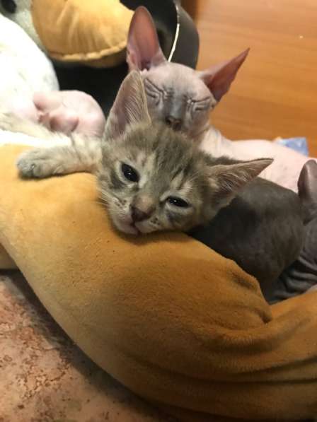 Котята сфинкс в Искитиме фото 3