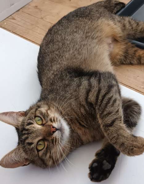 Кошка в хорошие руки в Москве фото 3