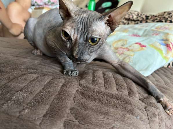Кошечка в Тольятти