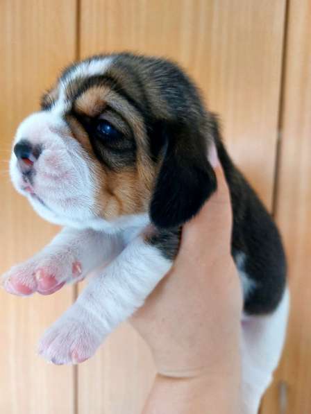 Продаю щенков породы бигль