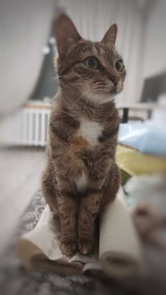 Кошка Апельсинка в добрые руки