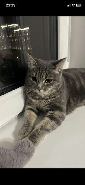 Отдам бесплатно кошечку 8 месяцев в Новосибирске