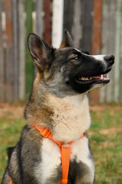 Бэллочка ждёт вас, самых лучших!!! в Москве фото 7