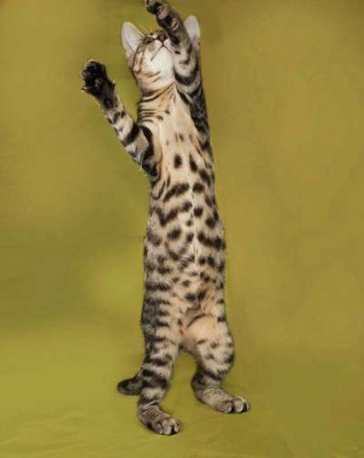 подросток Тигра очень хочет домой! в Санкт-Петербурге фото 3