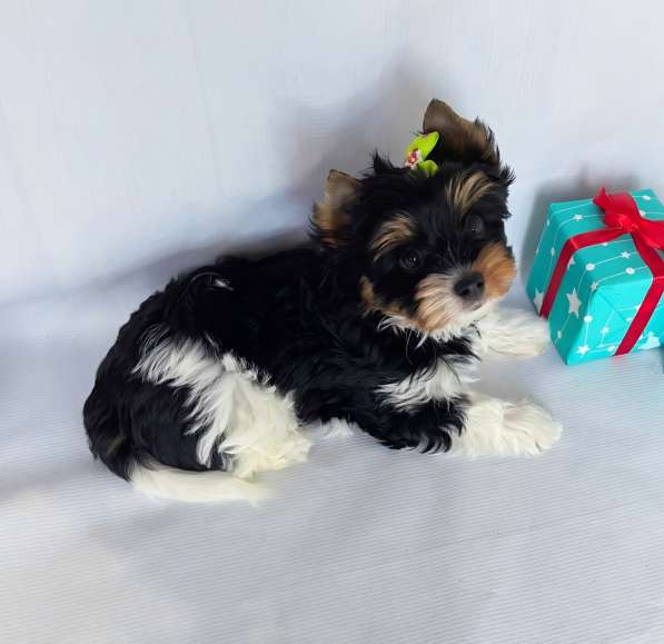 Бивер йоркширский терьер в фото 4