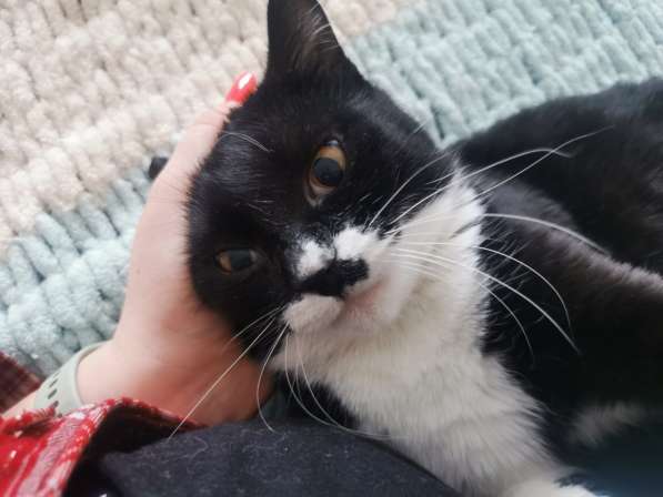 Кошечка в Дар в фото 5