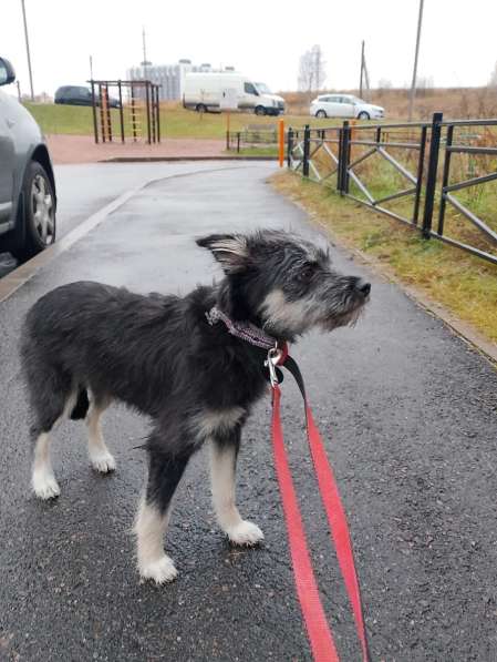 Маленькая собачка-домовёнок в Санкт-Петербурге фото 5
