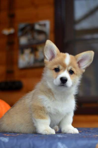 Шикарные щенки корги в Москве фото 3