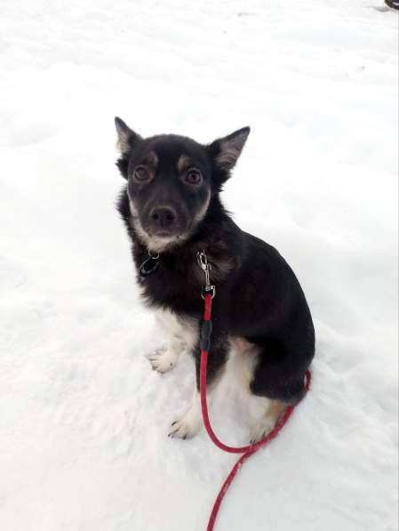 Ищет дом крошка-собачка весом 8 кг в Санкт-Петербурге фото 6