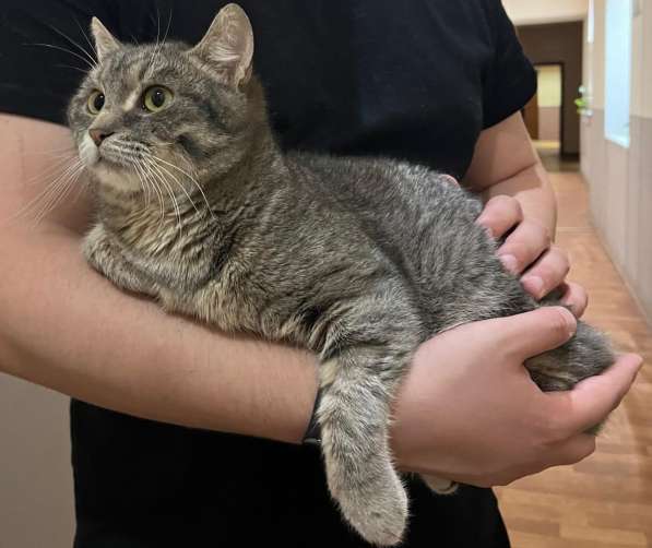 Князь Серебряный — котик Кисыч ищет дом в Москве фото 4