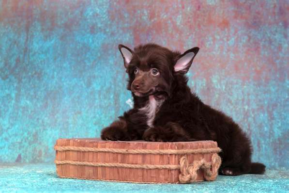 Китайская хохлатая мальчик в Москве фото 8