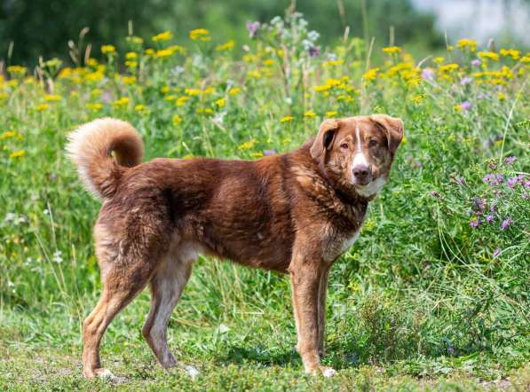 Молодой весёлый Барни в добрые руки! в Москве фото 5