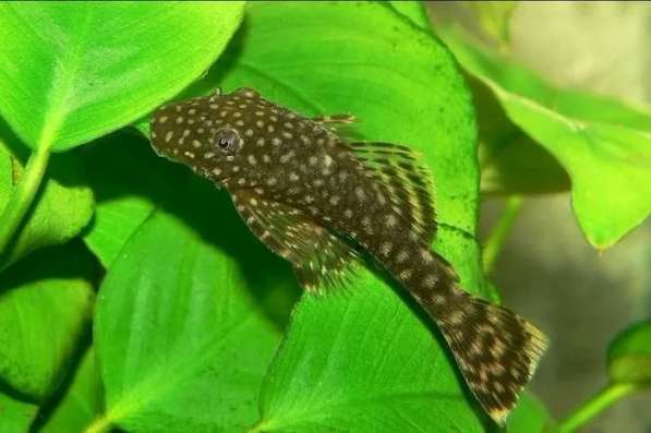 Аквариумные рыбки в Махачкале