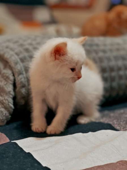 Котята в Крымске фото 3