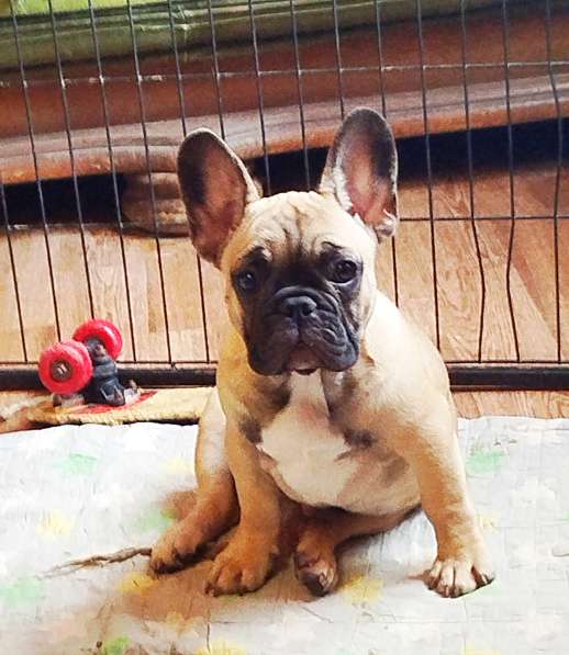 Щенки из питомника РКФ в Москве фото 10