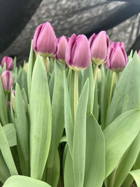 Купить тюльпаны к 8 марта оптом в Мелитополе в фото 5