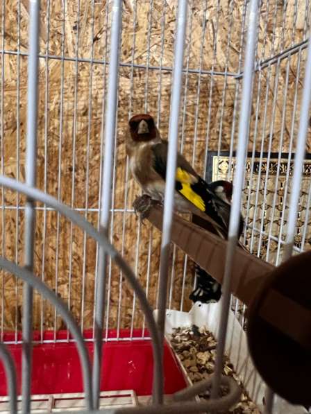 Продам птицу, канарейка (золотая чечетка в Махачкале фото 3