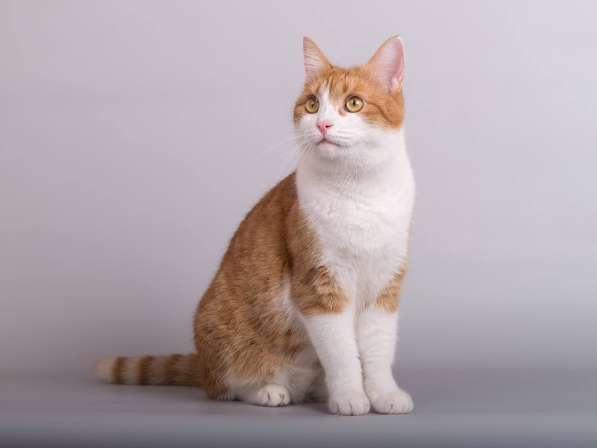 Кошечка Манюня ищет доброе сердце в Москве фото 4