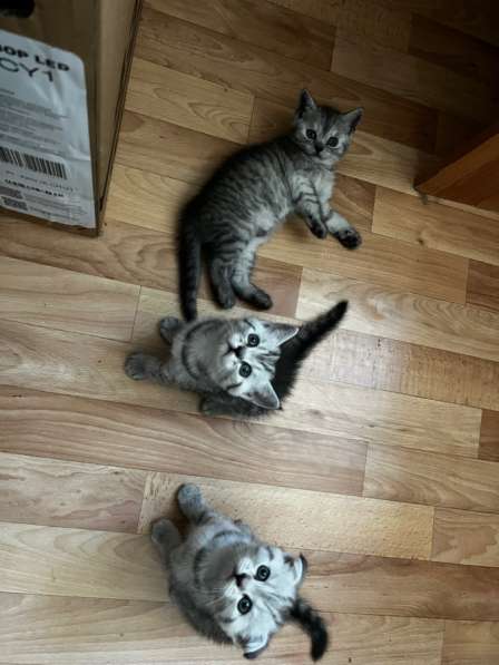 Шотландские котята в Саратове