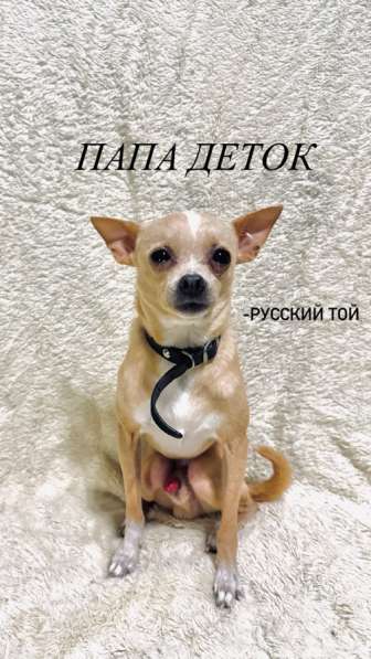 Щенки смеси той-Чихуахуа в Астрахани фото 4
