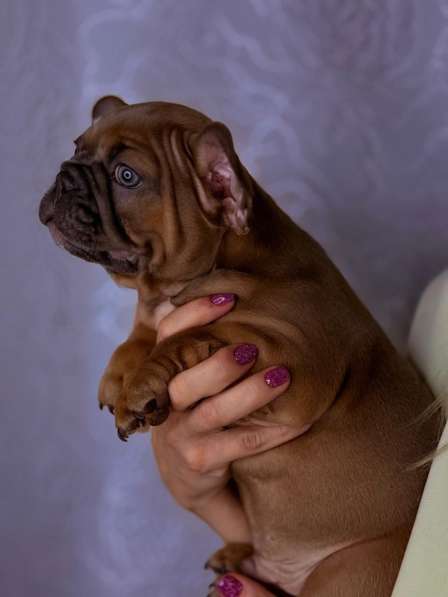 Щенки французского бульдога