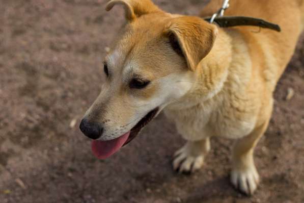 Собачка размером с корги ищет дом в Санкт-Петербурге фото 6