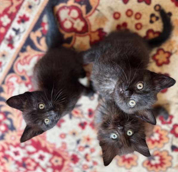 Котята бесплатно в Иванове фото 5