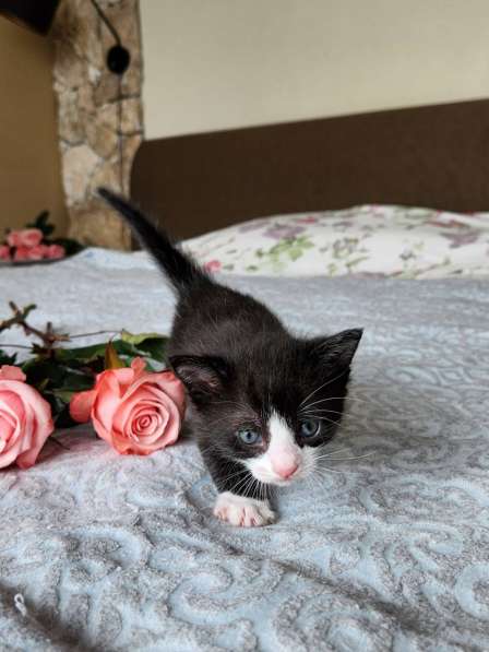 Котята ищут любящую семью