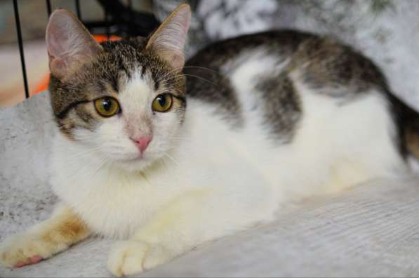 Ищут дом Сёма и Сева в Москве фото 3