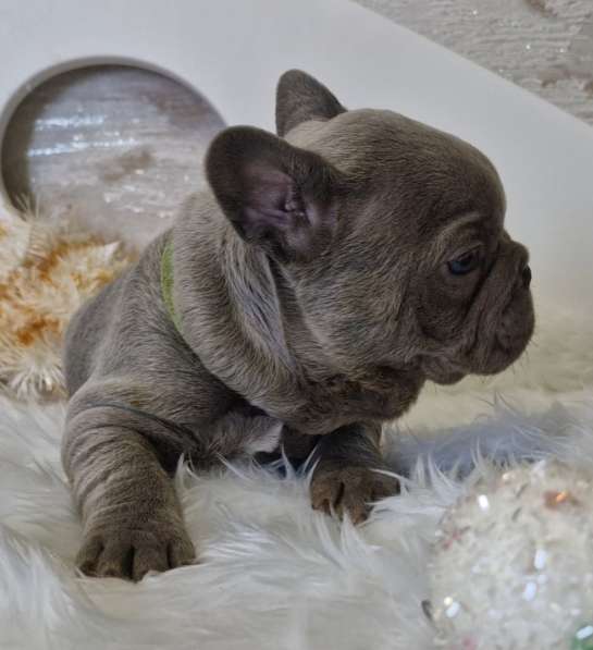 Французский бульдог в голубом окрасе в фото 5