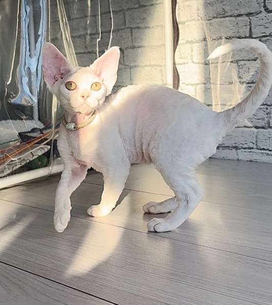 Котята девон рекс в Екатеринбурге