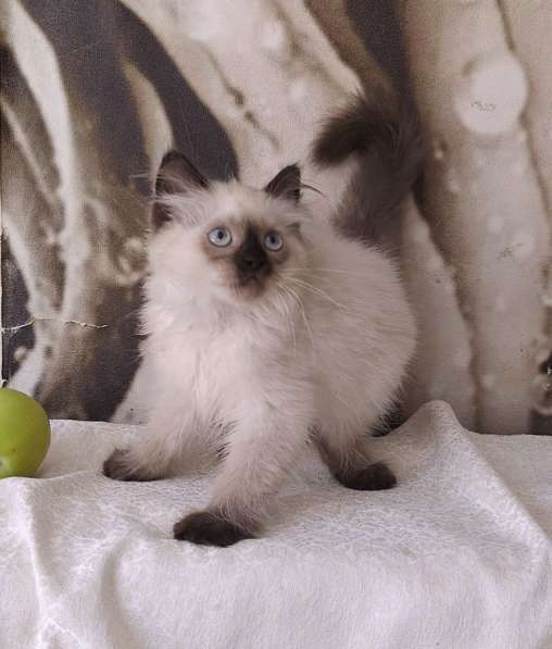 Невская маскарадная